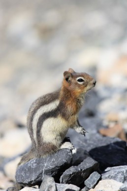 Photos Côté Gauche Christophe Golay - Nature & Animaux