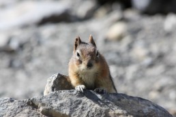 Photos Côté Gauche Christophe Golay - Nature & Animaux
