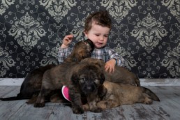 Photos Côté Gauche Christophe Golay - Studio - Séance canine