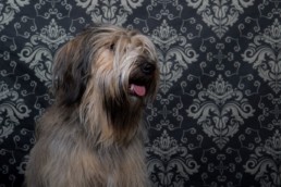 Photos Côté Gauche Christophe Golay - Studio - Séance canine