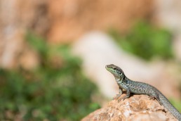 Photos Côté Gauche Christophe Golay - Voyages Sicilia Octobre 2017