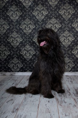 Photos Côté Gauche Christophe Golay - Studio - Séance canine