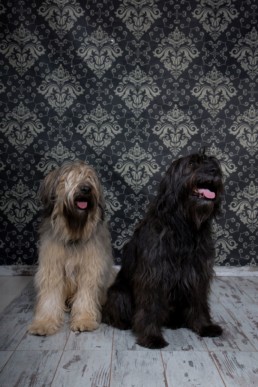 Photos Côté Gauche Christophe Golay - Studio - Séance canine