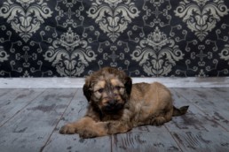 Photos Côté Gauche Christophe Golay - Studio - Séance canine