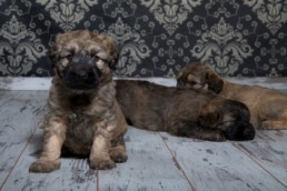 Photos Côté Gauche Christophe Golay - Studio - Séance canine